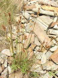 Image result for Juncus