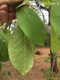 Image result for Markhamia zanzibarica