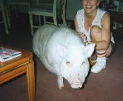 Information Resources For Pot Belly Pig Lovers And Owners Porquinhos