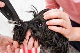 Vet care pet clinic and mobile services. Vet In Sharjah Pet Clinic In Dubai Vet Surgery Grooming Daycare Uae