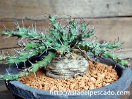 Image result for Centema subfusca