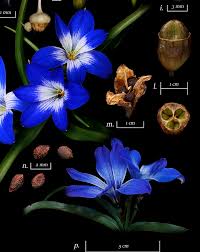 Image result for Tecophilaeaceae