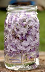Ethnobotanical Pursuits Wisteria Water Edible Flowers Recipes Tree Seeds Wisteria Plant