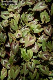 Image result for Persicaria nepalensis