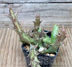 Image result for Orbea dummeri