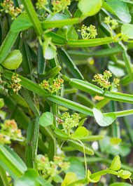 Image result for Cissus glaucophylla