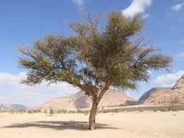 Image result for Acacia gerrardii