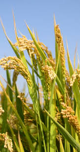 Job interview questions and sample answers list, tips, guide and advice. Crop Insurance Saylor Insurance Service Inc