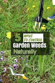how to keep weeds out of garden garden weeds garden garden soil