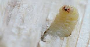 Epingle Sur Vrillettes Domestiques