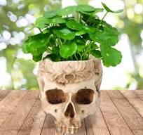 Schedel Bloempot Bloempot, Schedel Bloempot Plantenbakken Hars Ambachten  Gepersonaliseerde Woninginrichting Bar Ornamenten : Amazon.nl: Tuin, terras  & ...