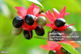 Image result for Ochnaceae