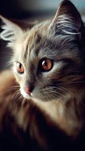 Pinterest For Business Marketing Expert Uk Specialist In 2020 Tiere Katzen Susse Katzen Bilder