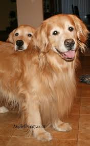 Hello From Augie And Ti Goldenretriever Retriever Golden Retriever Dogs