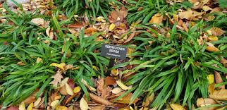 Image result for Carex johnstonii