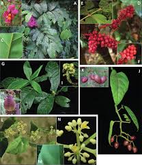 Image result for Rinorea laurentii