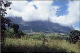 Image result for Isoglossa milanjiensis