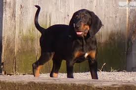Dogs and puppies for sale (moderated by: Black And Tan Coonhound Puppy For Sale Near Lancaster Pennsylvania A6f11d89 1091