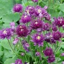 Check spelling or type a new query. Aquilegia Vulgaris Clementine Dark Purple Columbine From Tidwell Nurseries