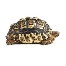 A Guide To Caring For Leopard Tortoises As Pets