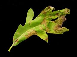 Maybe you would like to learn more about one of these? Sick Oak Leaves Serious Or Superficial News