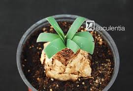 Image result for Ammocharis coranica