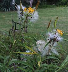 Image result for Asclepias curassavica