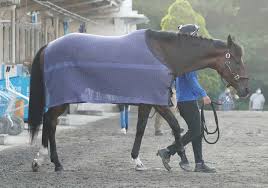 「hotワードカレンブーケドール x 馬」ツイート一覧。1着ワールドプレミア 福永 2着ディープボンド 和田竜 3着カレンブーケドール 戸崎 直線外から差してきたワールドプレミアが、19年菊花賞以来のg1優勝! Jvb7 V9xs3yylm