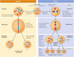 Https Www Albert Io Blog Mitosis Meiosis Ap Biology Crash Course 2 Mitosis Meiosis Mitosis Meiosis