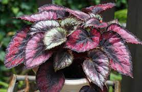Maybe you would like to learn more about one of these? The Best Houseplants For Low Light The Old Farmer S Almanac