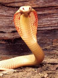 Pin On Animals Birds And Reptiles