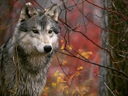 While they do take fawns when they can, they have no ability to impact moose, he said. Gray Wolves In Nh Khsenglishiii