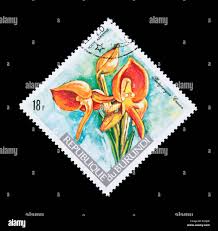 Image result for Platycoryne crocea