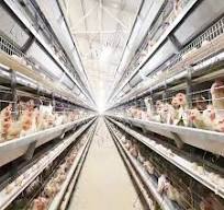 Chine Cages à volailles de type H pour poulets pondeurs ...