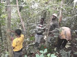 Image result for Orthopichonia schweinfurthii