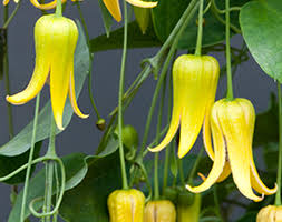 Image result for Clematis dolichopoda