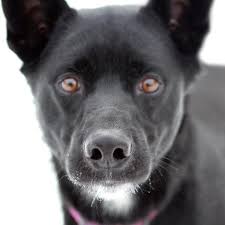 Search for a kitten or cat. Brainerd Baxter Animal Shelter Heartland Animal Rescue Team Mn