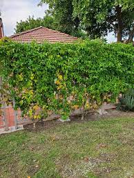 Passion Fruit Vine Privacy Fence Passion Fruit Plant Backyard Flowers Garden Edible Landscaping