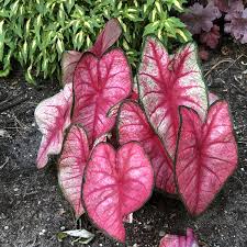 Image result for Caladium