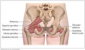 The hip bones (ossa cosarum) meet at the pelvic symphysis ventrally, and articulate with the sacrum dorsally. Muscles Of The Pelvis