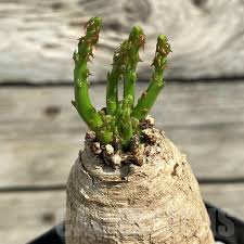 Image result for Euphorbia lissosperma