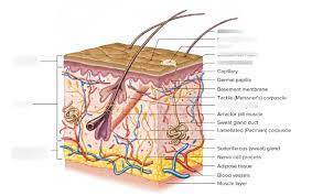 Chapter 22 The Integumentary System Diagram Quizlet