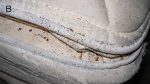 Image result for bed bugs droppings