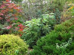 Удивительный мир растений Куршской косы | Куршская Коса - национальный парк