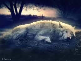 Solitary Wolf By Zedlord Art On Deviantart Wolf Dog Wolf World Sleeping Wolf
