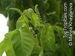 Image result for Allophylus