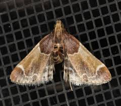 Image result for Pyralis farinalis