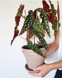 45 Me Gusta 2 Comentarios Plant Circle Plantcircle En Instagram Begonia Maculata Wightii Now In Store Available Solo O Begonia Maculata Plants Begonia