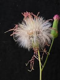 Image result for Emilia violacea