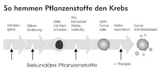 Eine davon ist die krebsform. Naturlich Gegen Krebs Sauerstoffaufnahme Bei Tumoren Sauerstofftherapie Freie Radikale Thymusinjektion Ugb Gesundheitsberatung